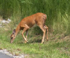 Deer near Blue Heron Point 2