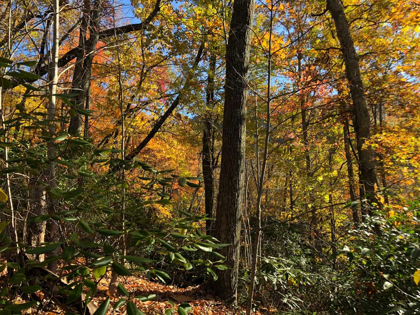 Shumont Road 3.46 acres - Image# 3