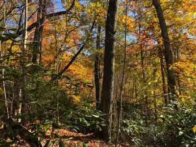 Shumont Road 3.46 acres - Image# 3