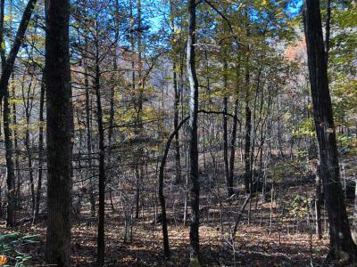 Shumont Road 3.46 acres - Image# 4