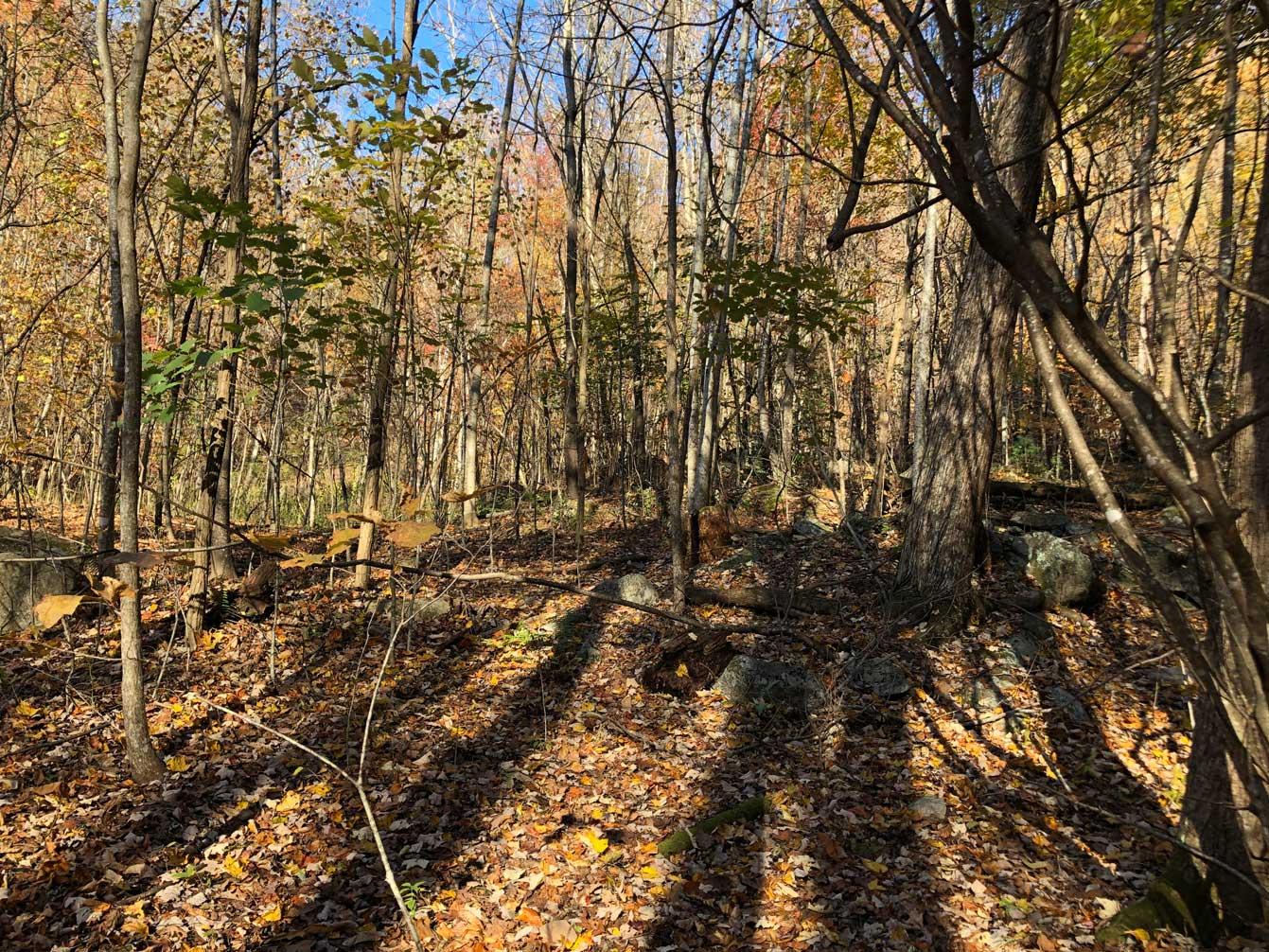 Shumont Road 3.46 acres - Image# 2