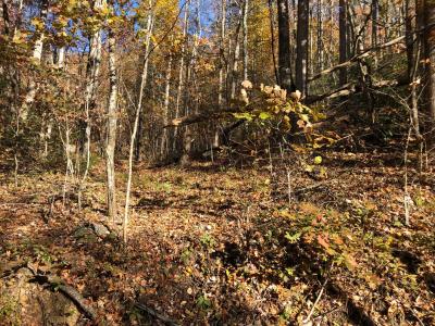 Shumont Road 3.46 acres - Image# 7