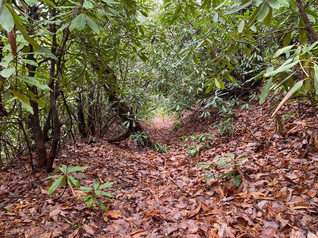 Shumont Road 3.46 acres - Image# 16