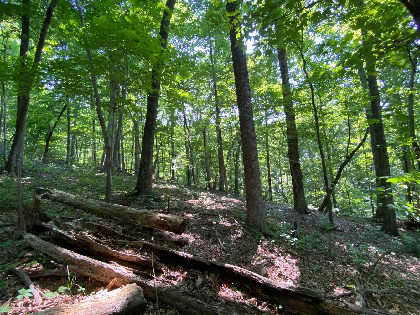 Lake Lure 11 acres - Image# 7