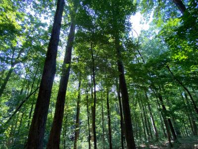 Lake Lure 11 acres - Image# 12