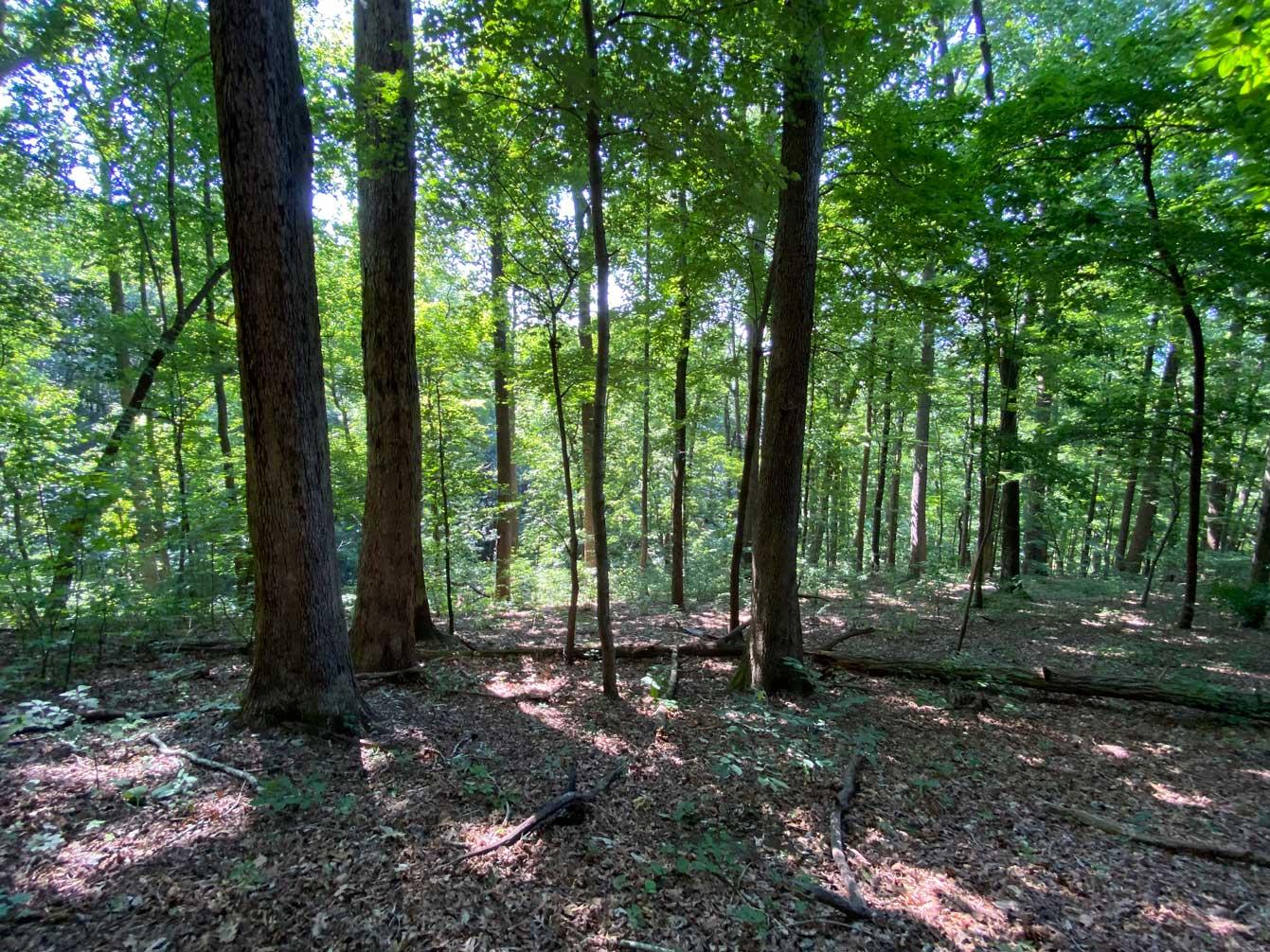 Lake Lure 11 acres - Image# 13