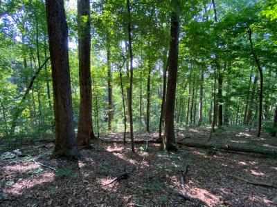 Lake Lure 11 acres - Image# 13