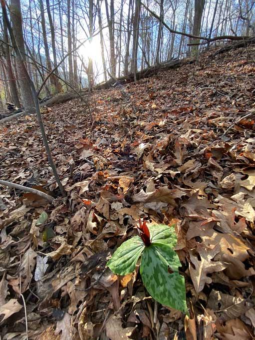 Lake Lure 11 acres - Image# 20