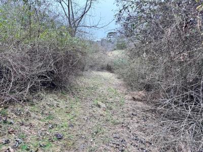 Asheville 28 Acres - Image# 31