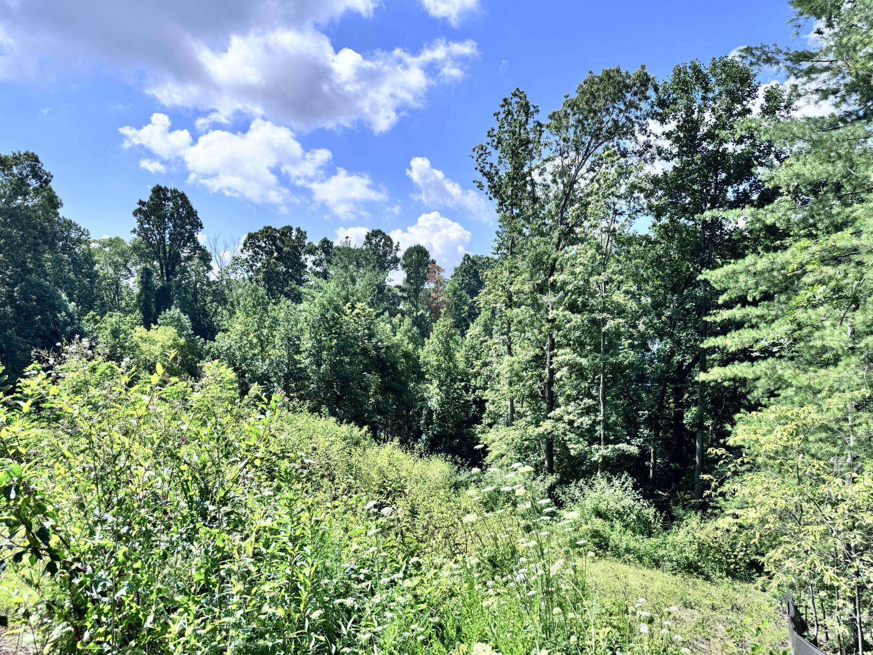 WinterHawk Lots Arden - Image# 4