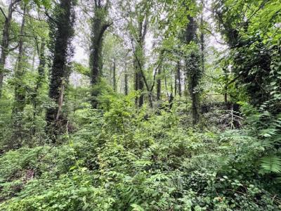 Flat Rock Forest Lots - Image# 6