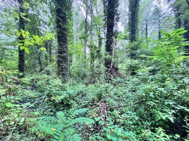 Flat Rock Forest Lots - Image# 7