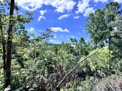 Edneyville 10 Acres - Image# 11