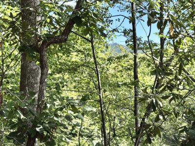 Edneyville 10 Acres - Image# 13