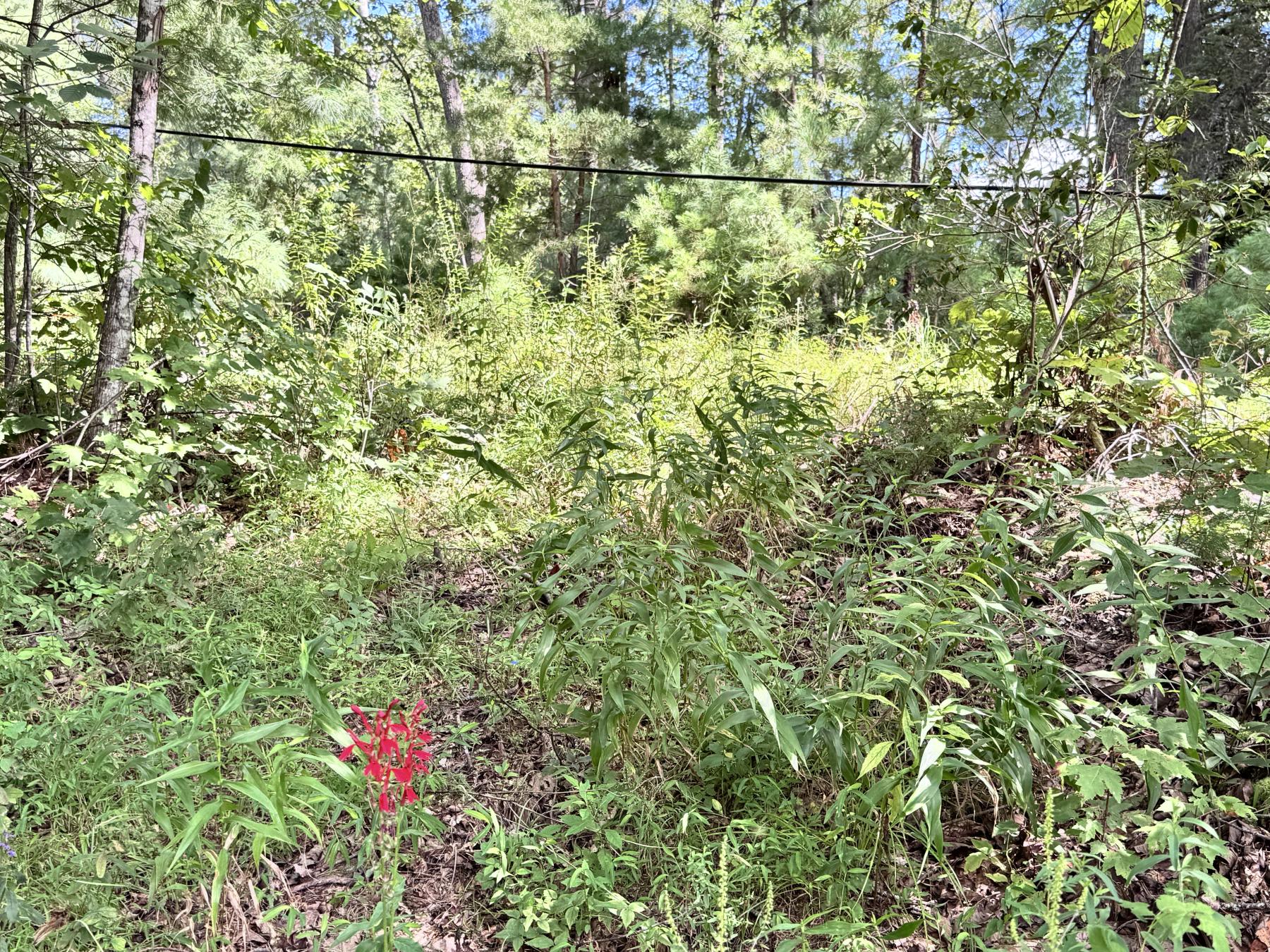 Edneyville 10 Acres - Image# 5