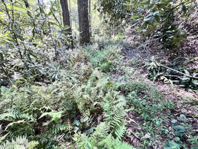 Edneyville 10 Acres - Image# 4