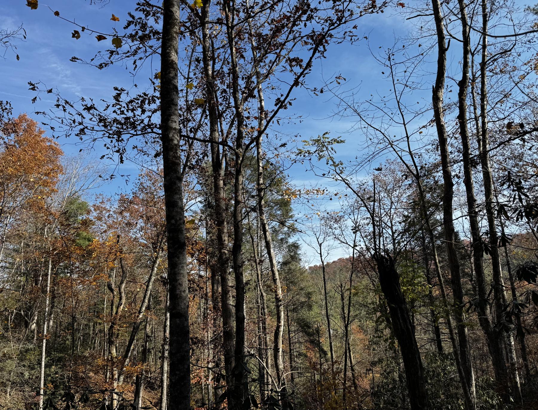 Edneyville 10 Acres - Image# 29