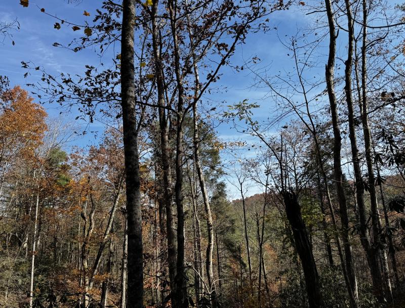 Edneyville 10 Acres - Image# 29