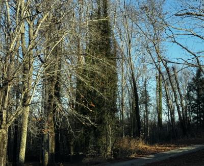 Fletcher Land- Westview - Image# 17