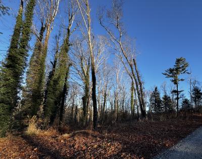 Fletcher Land- Westview - Image# 16