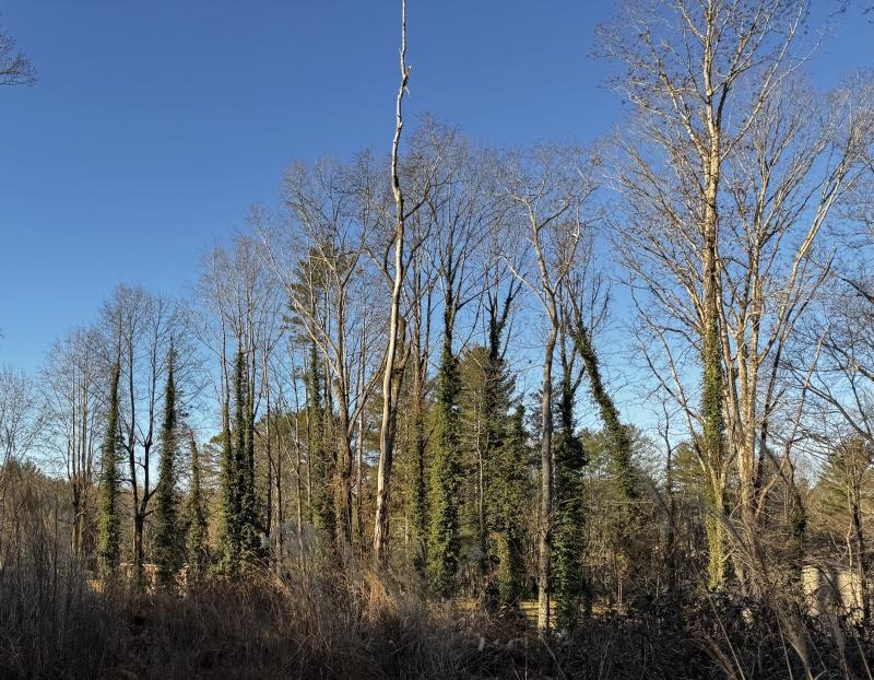 Fletcher Land- Westview - Image# 13