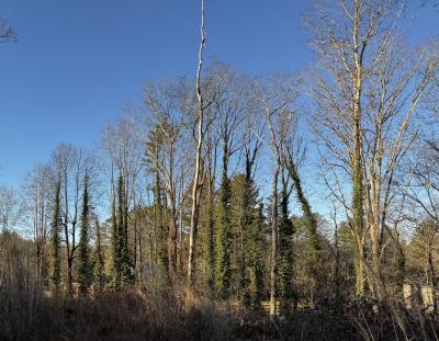 Fletcher Land- Westview - Image# 13