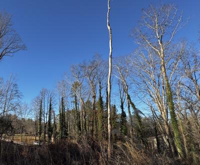 Fletcher Land- Westview - Image# 12