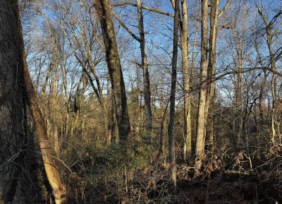 Fletcher Land- Westview - Image# 6