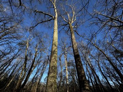 Fletcher Land- Westview - Image# 3