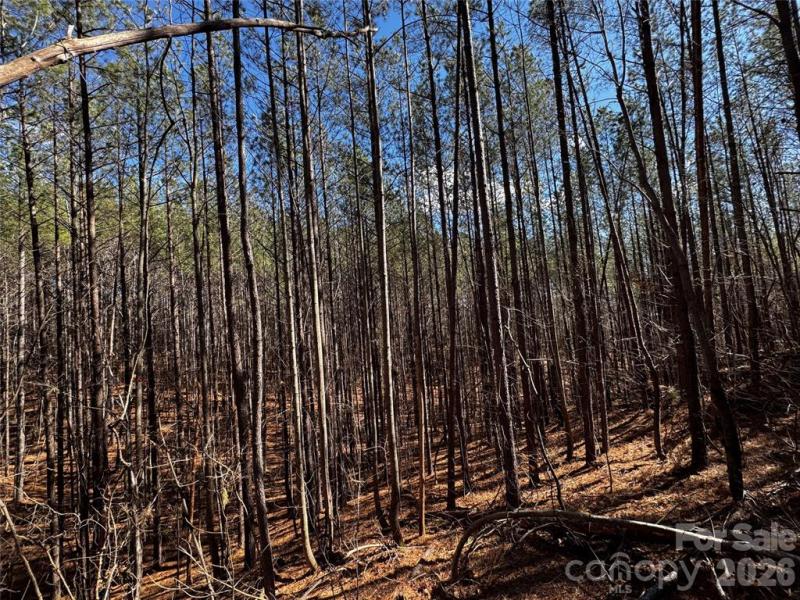 Contuck Preserve Lot - Image# 8