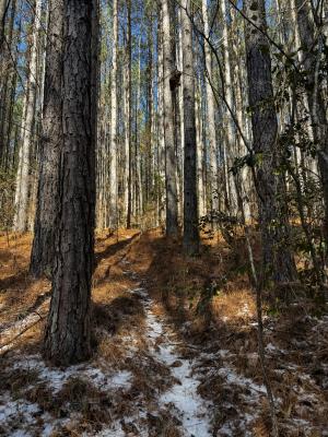 170 Acres WNC - Image# 11