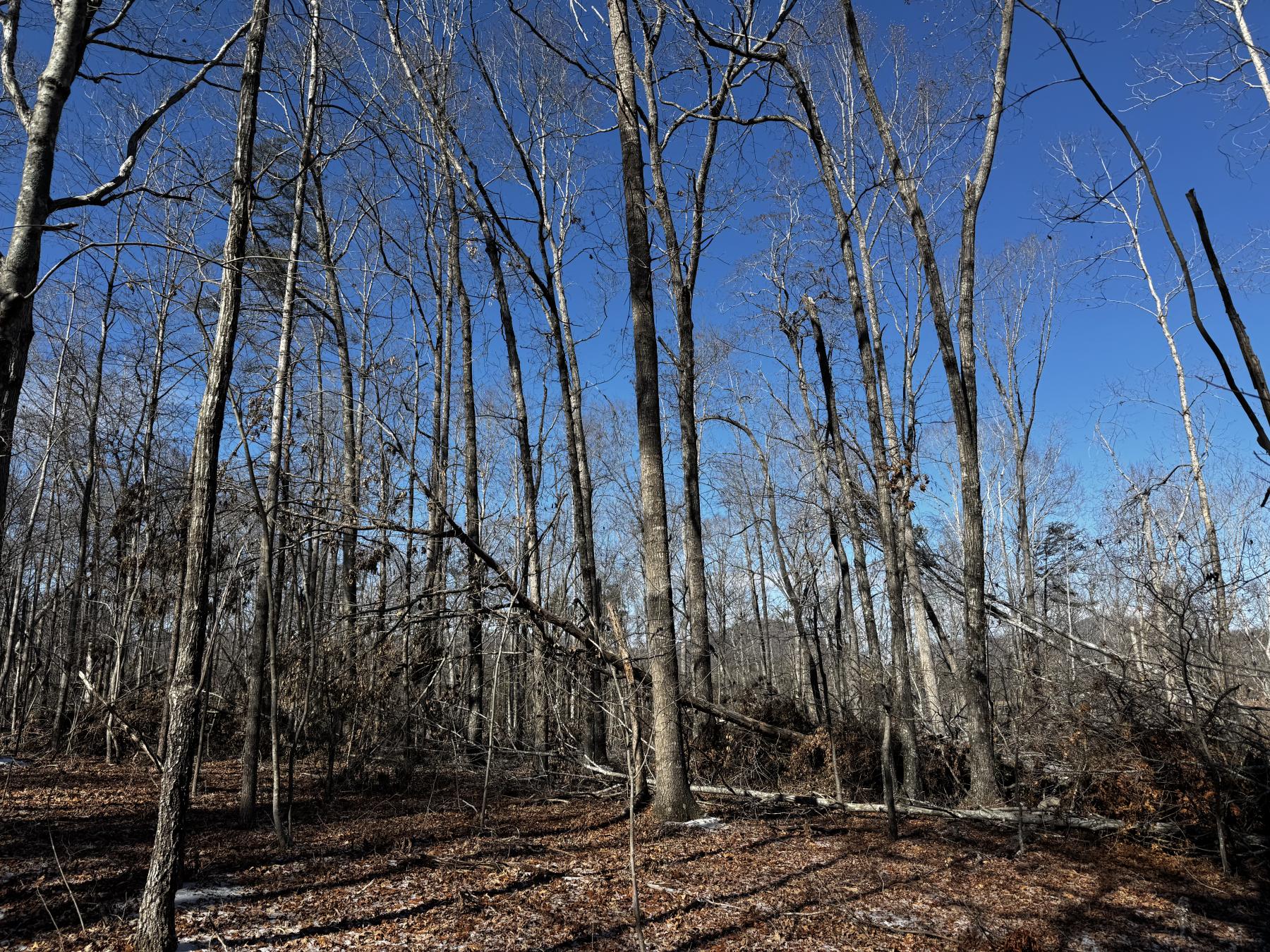 170 Acres WNC - Image# 2