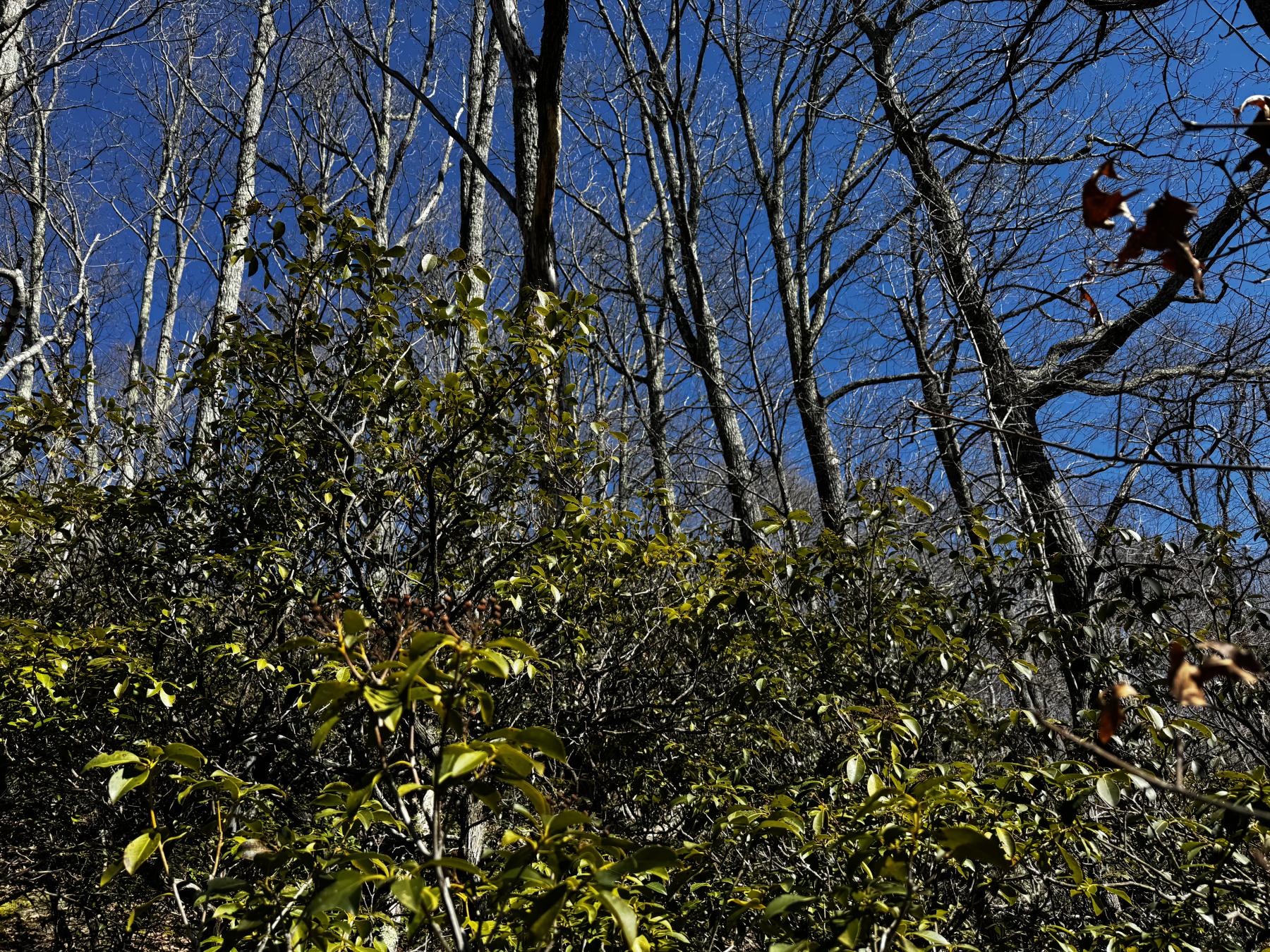 Laurel Ridge Lot - Image# 12