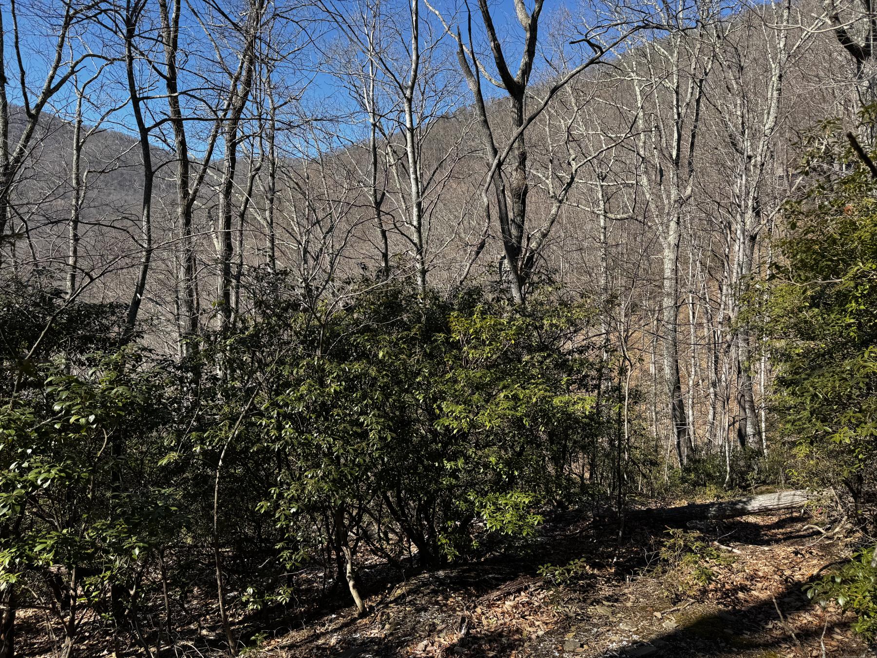 Laurel Ridge Lot - Image# 9