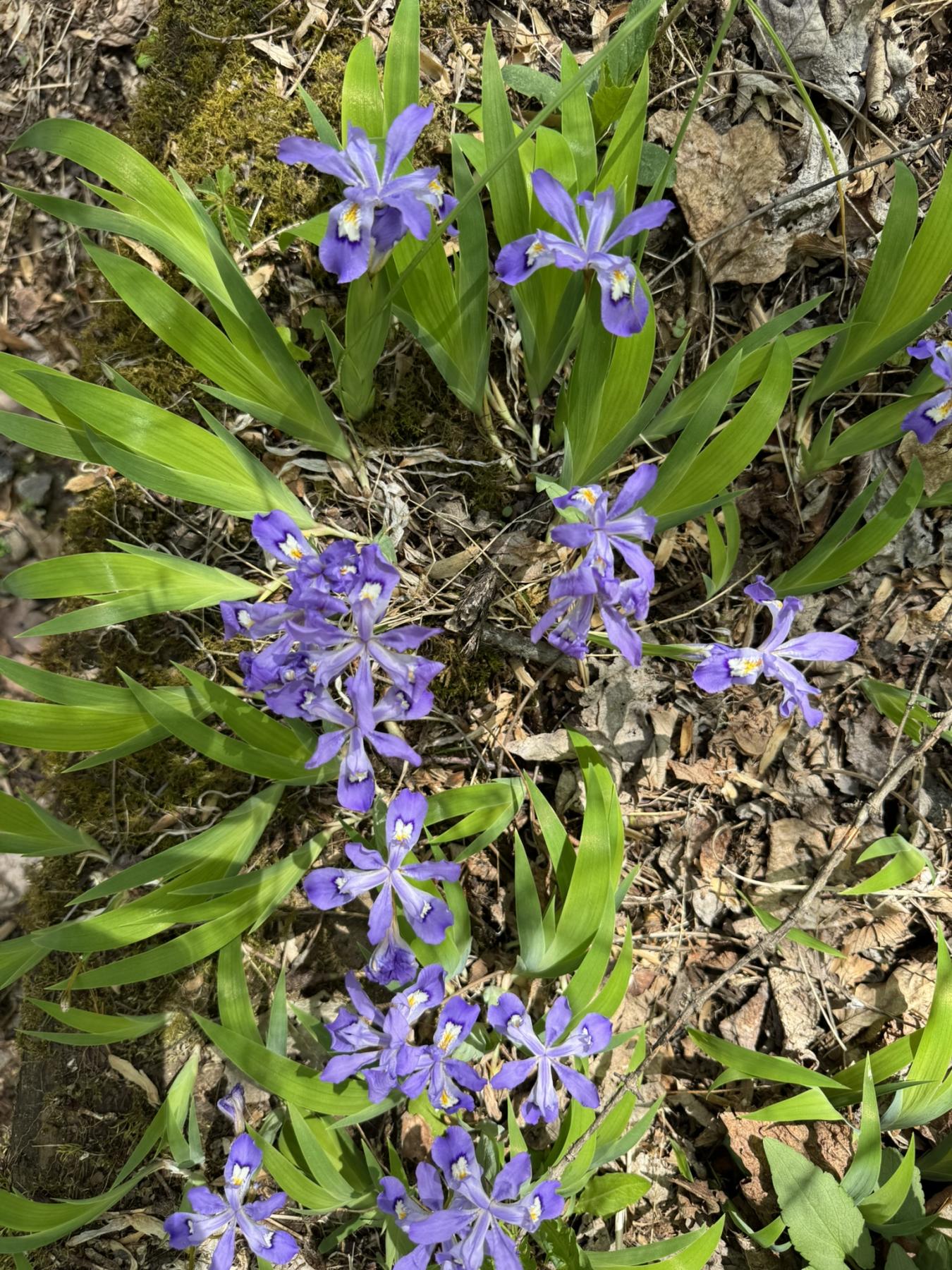 Waynesville Year Round Views - Image# 17