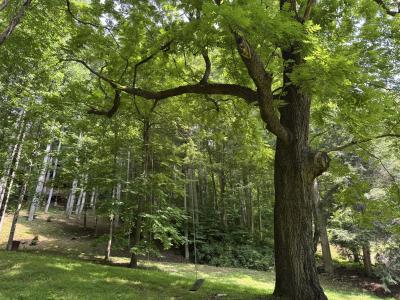 Waynesville LOT - Image# 7