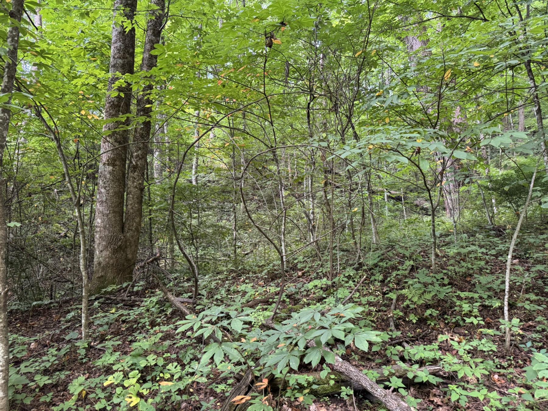 Waynesville LOT - Image# 11