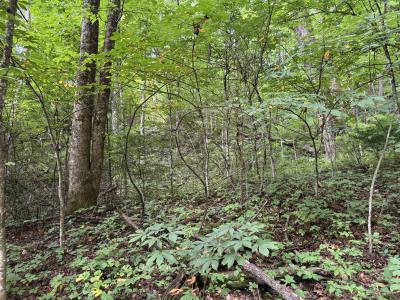 Waynesville LOT - Image# 11