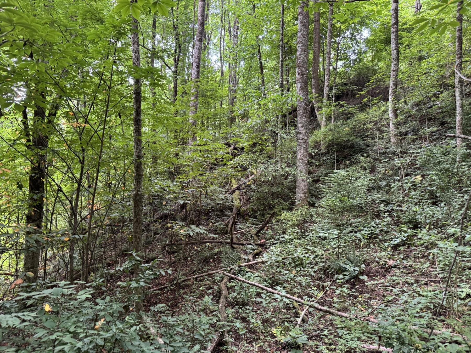 Waynesville LOT - Image# 13