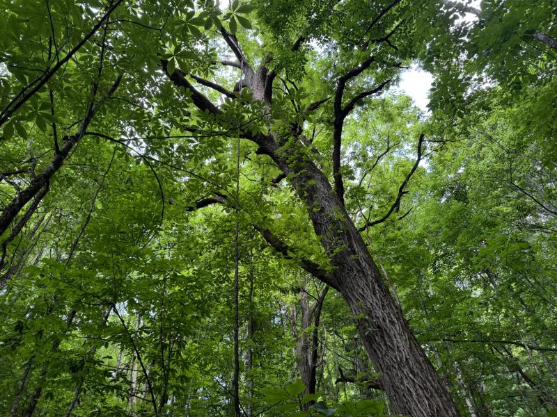 Waynesville LOT - Image# 14