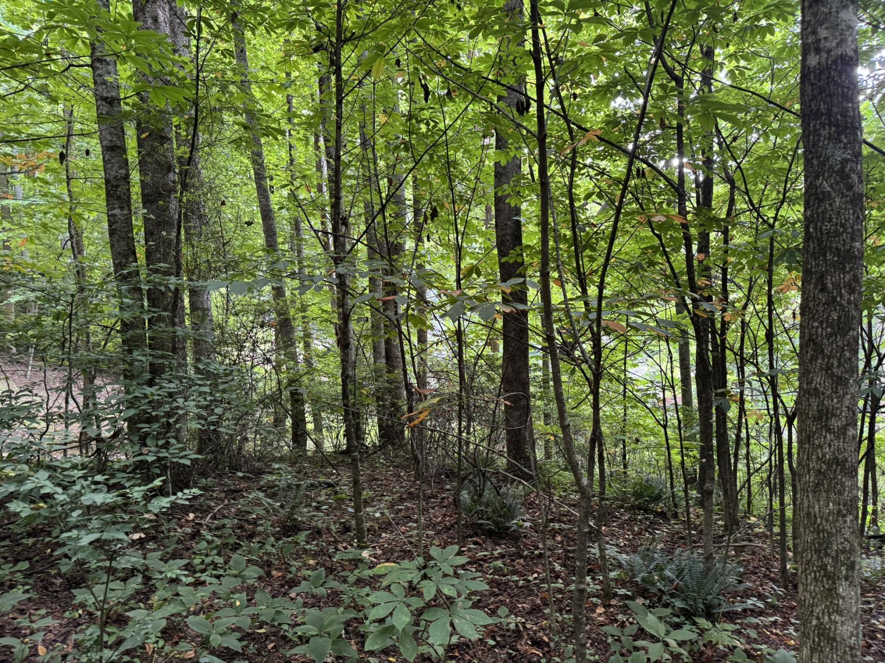 Waynesville LOT - Image# 15