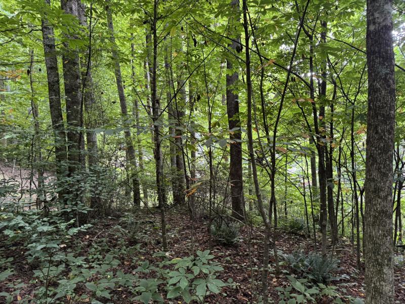 Waynesville LOT - Image# 15