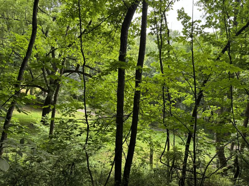 Waynesville LOT - Image# 18