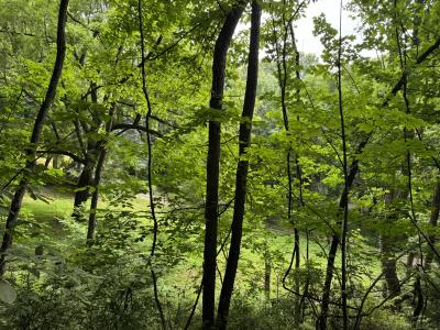 Waynesville LOT - Image# 18