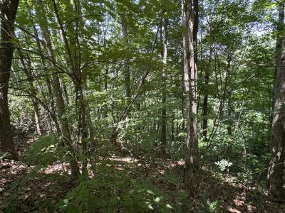 High Hickory Lot - Image# 13