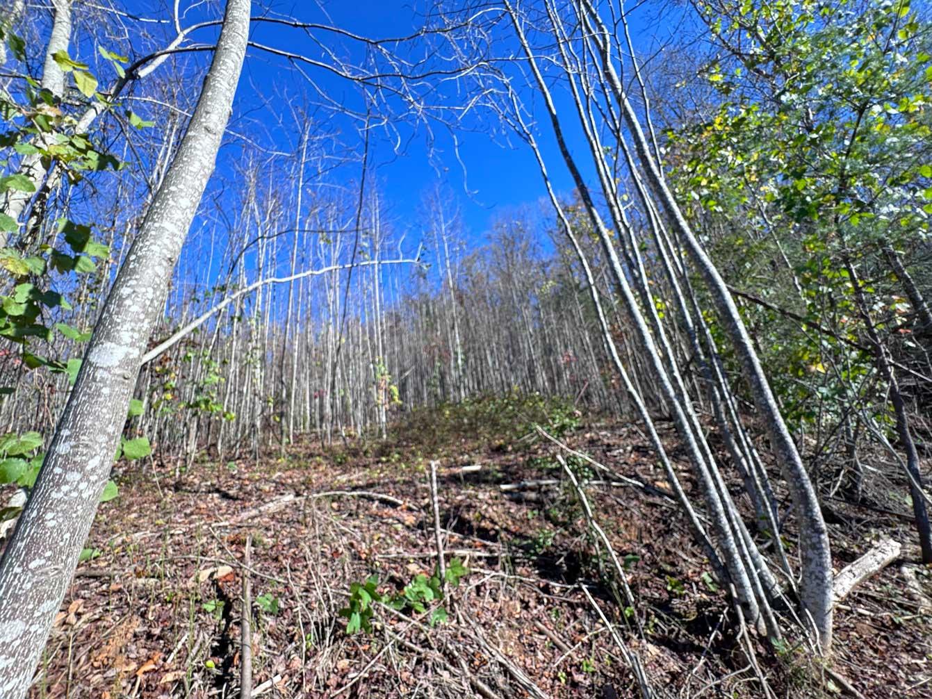 Flat Rock Estate land - Image# 7