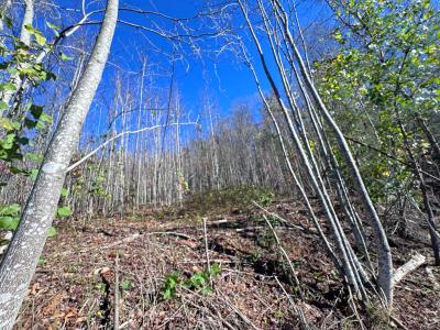 Flat Rock Estate land - Image# 7