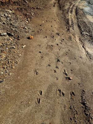 Flat Rock Estate land - Image# 13