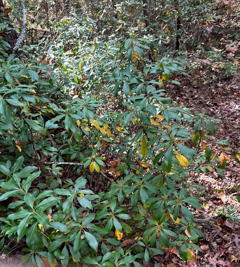 Peaks at Lake Lure Lot 44 - Image# 4