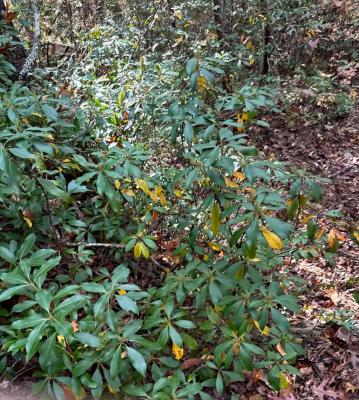 Peaks at Lake Lure Lot 44 - Image# 4